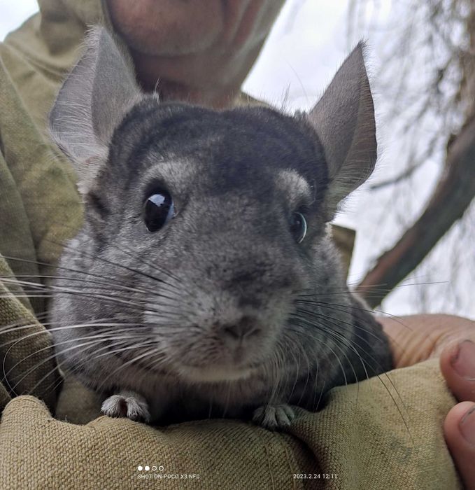Шиншилла экзотическая
