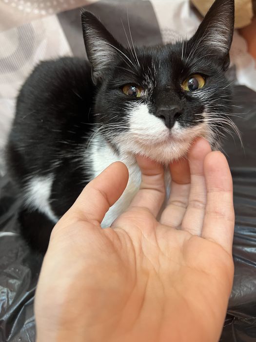 Подарявам женско коте