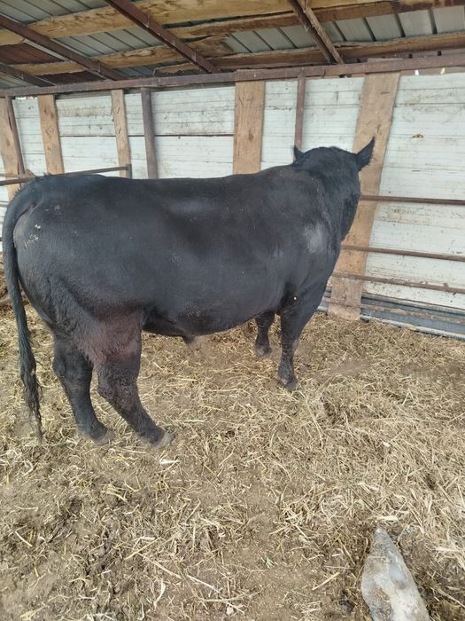 Taur angus de vânzare