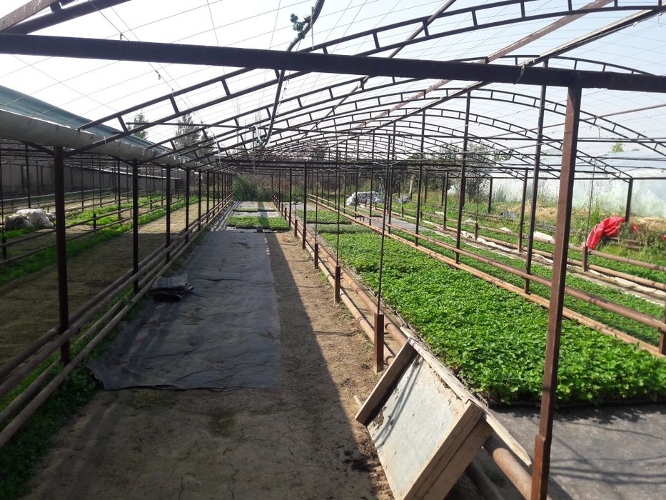 Zangiota tumanida yer sotiladi 1sotixi 35ming $