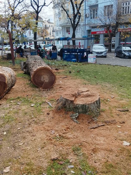 Косене на тревни площи, рязане на дървета и почистване на дворове – Варна