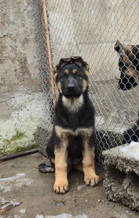 Чистокровные щенки овчарки