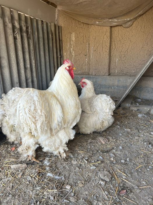 Яйца Брама, чистокровные домашние