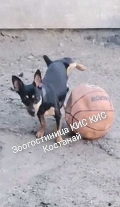 Зоогостиница КИС-КИС