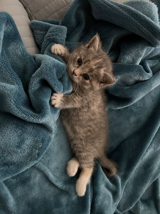 Шотландский котенок