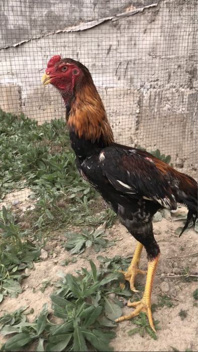 Тоза қон япон хуроз сотилади