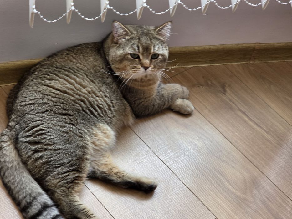 Продавам британски котарак с шарка таби