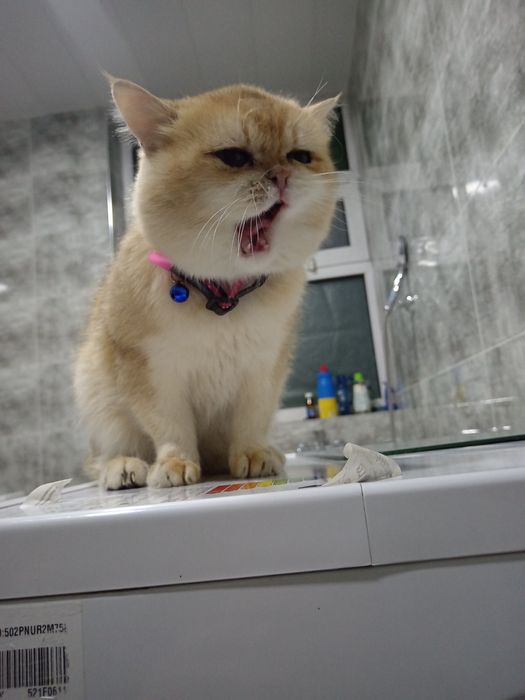 Золотистый Британец ну 12 вязкакага таклиф киламиз