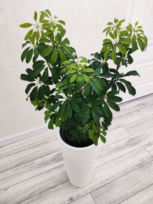 Комнатные растения, доставка есть