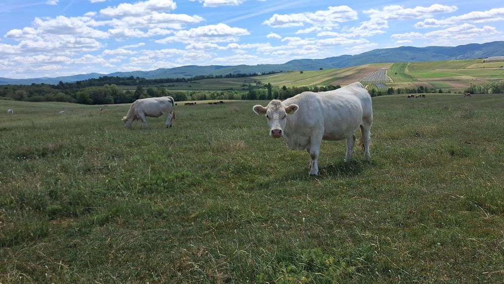 Vaci Charolais de vanzare
