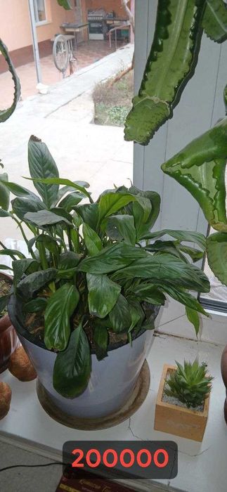 Цветы: филодендрон, шеффлер, фикус каучуконосный, спатифиллум