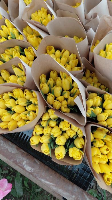 Тюльпаны есть в наличий