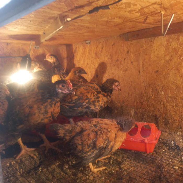 Цеплята кучин сицевые