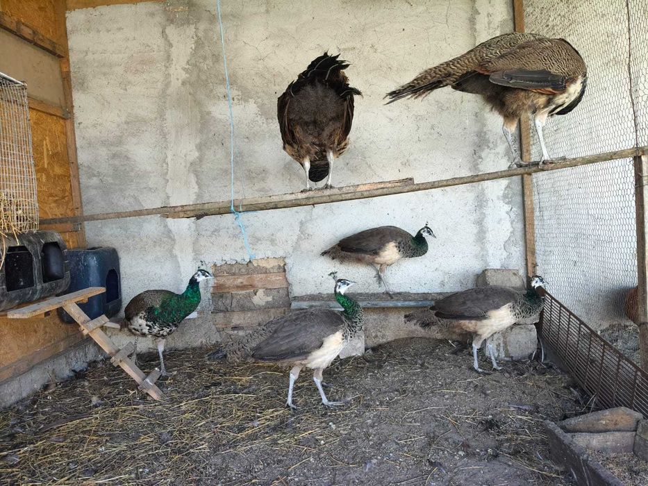 Animale de companie și pasari