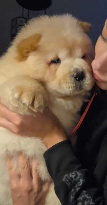 Vand Pui chow chow