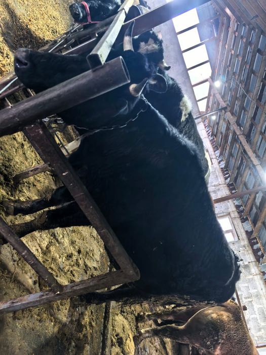 Продам коров.,телочек.