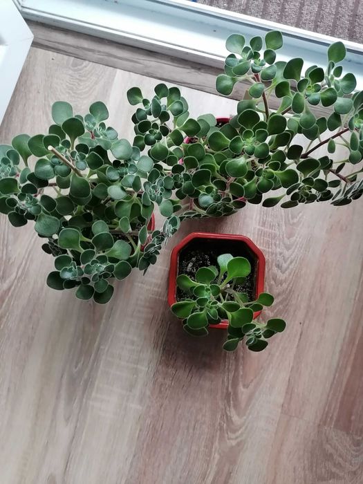 Дървото на парите, Алое,Холандско и българско индришета