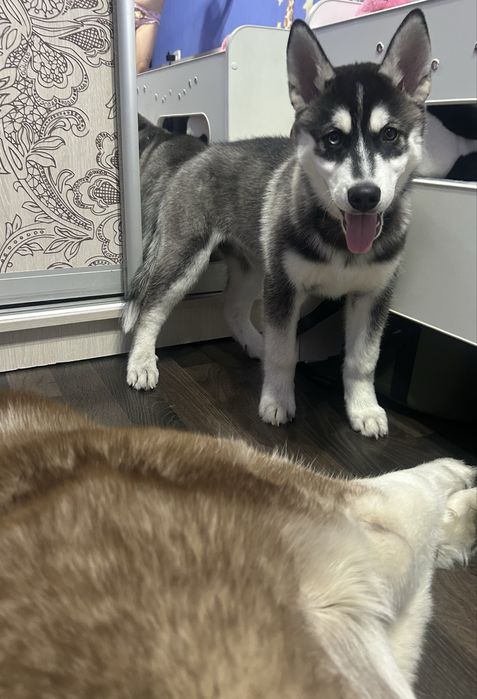 Щенок хаски мальчик 3 месяца