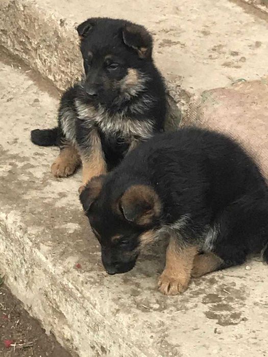 Щенки Европейской Овчарки