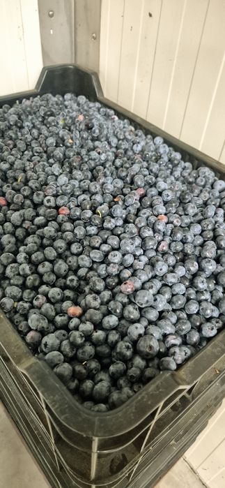 Fructe de padure