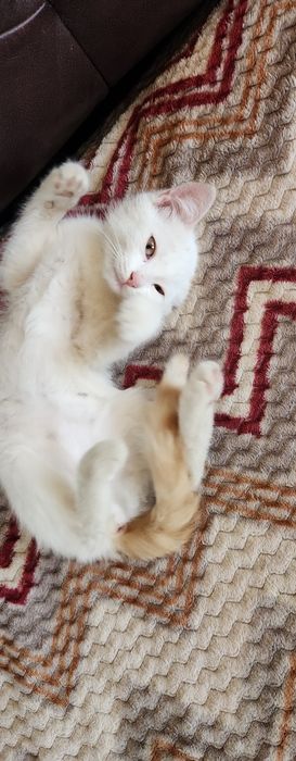 Отдам в добрые руки котенка. Мальчик