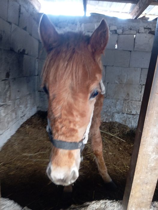 Продам жеребёнка