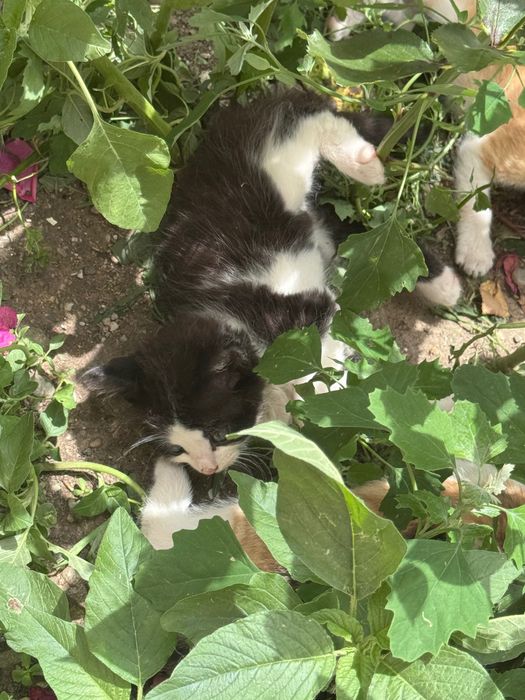 Adopție Pisici , pun la adopție 4 pisici