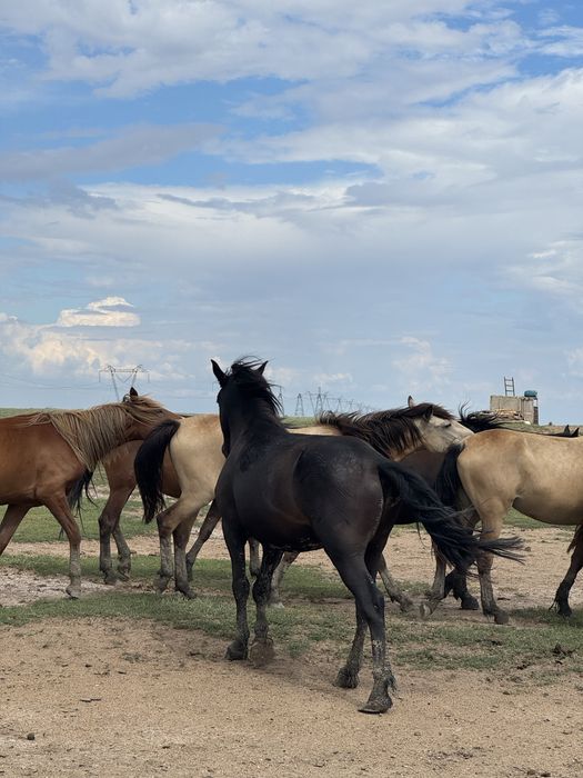 Айғыр сатылады 5жасар