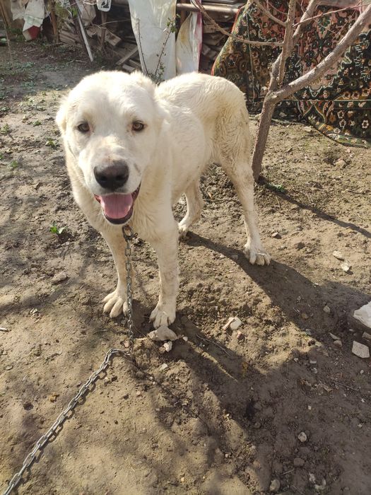 Alabay erkak 11 oyli