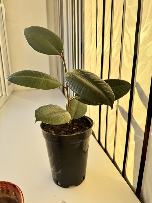 Продам фикус в горшке