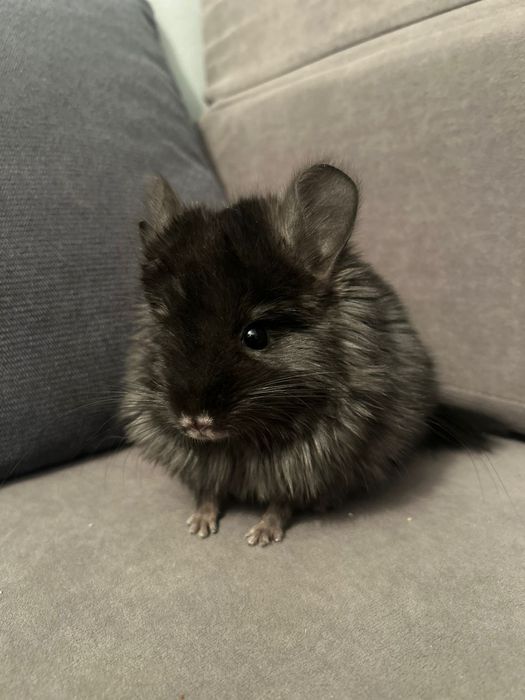 Шиншилла девочка