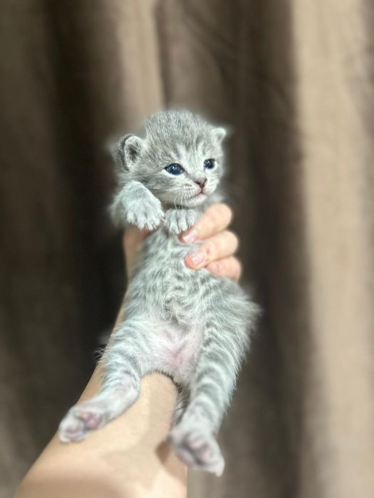 Отдам котят бесплатно