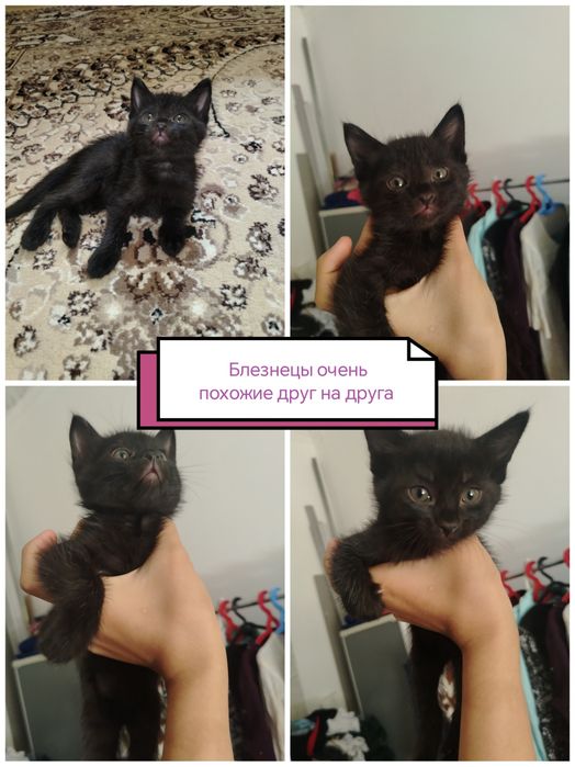 МЕТИС Красивые котята ищут любящий дом!