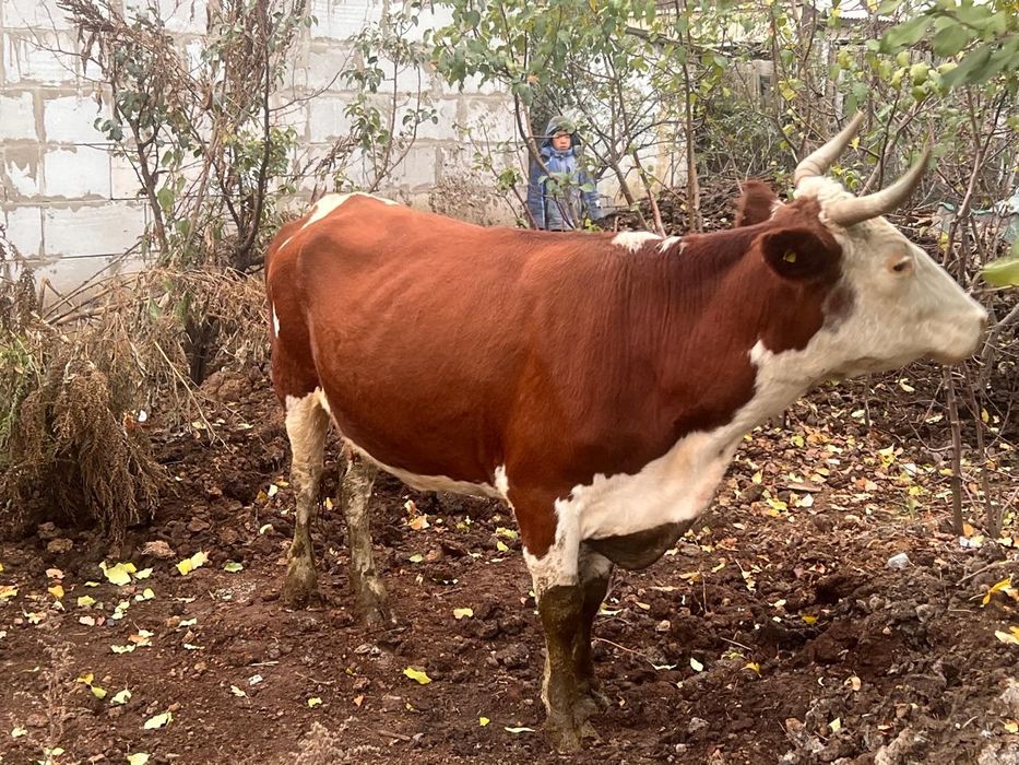 Коровы хорошие молочные