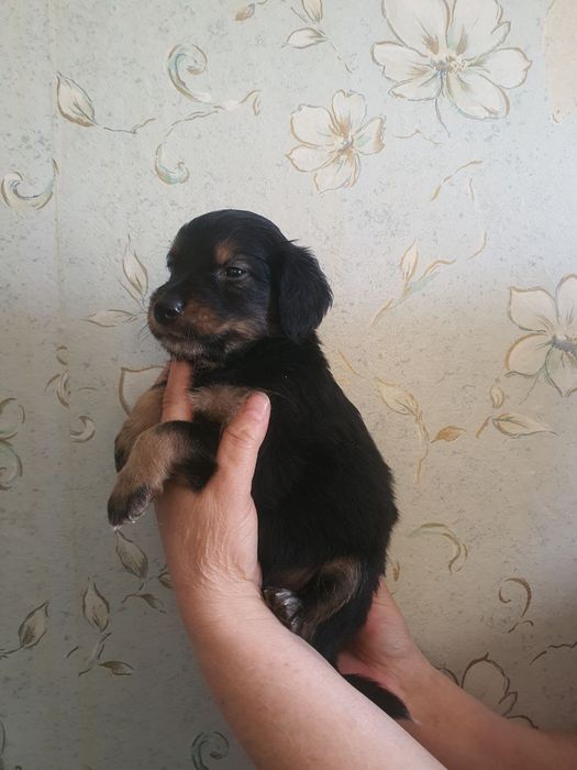 Домашние собачки