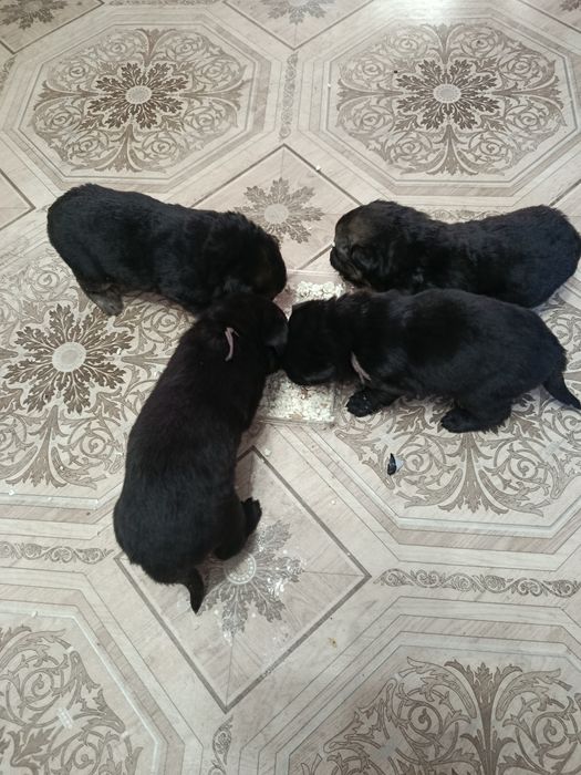 Отдам щенков девочки.