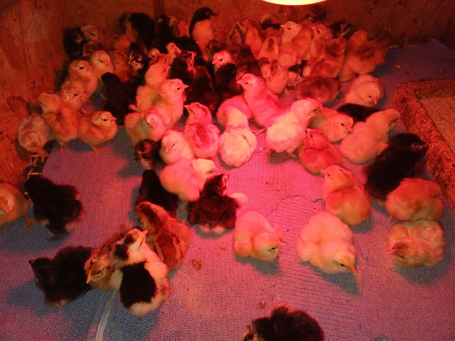 Pui de casă de o zi