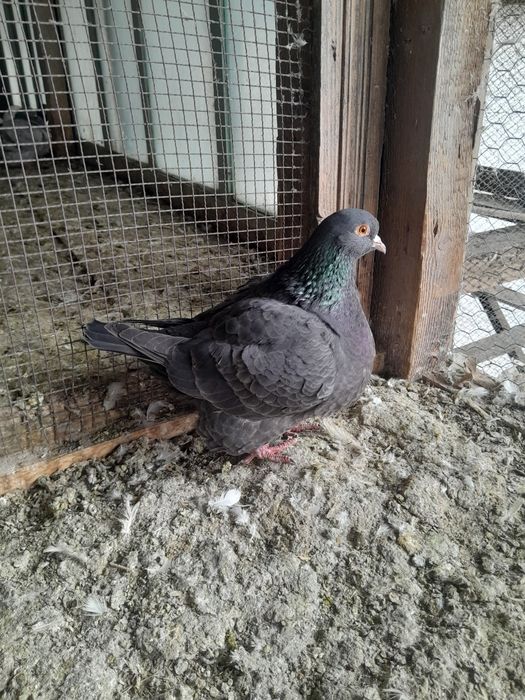 Porumbei Texani  de vanzare