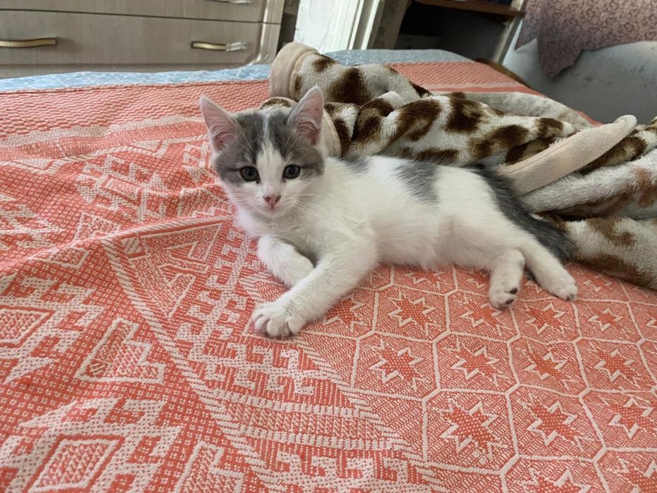 Отдам котенка в добрые руки