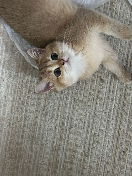 Британское чудо . мальчик золотой