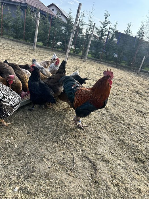 Cocos Marans oua culoare inchisa