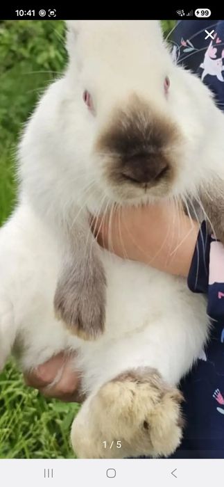 Vând 10 cocoși tineri