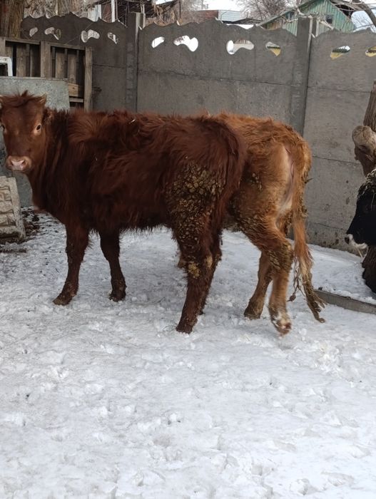 Продам хороших тёлок