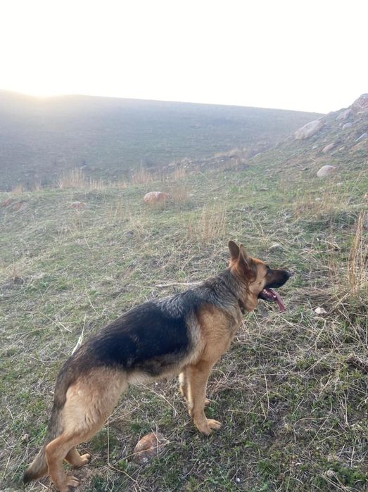 ПРОПАЛА СОБАКА.  Немецкая овчарка