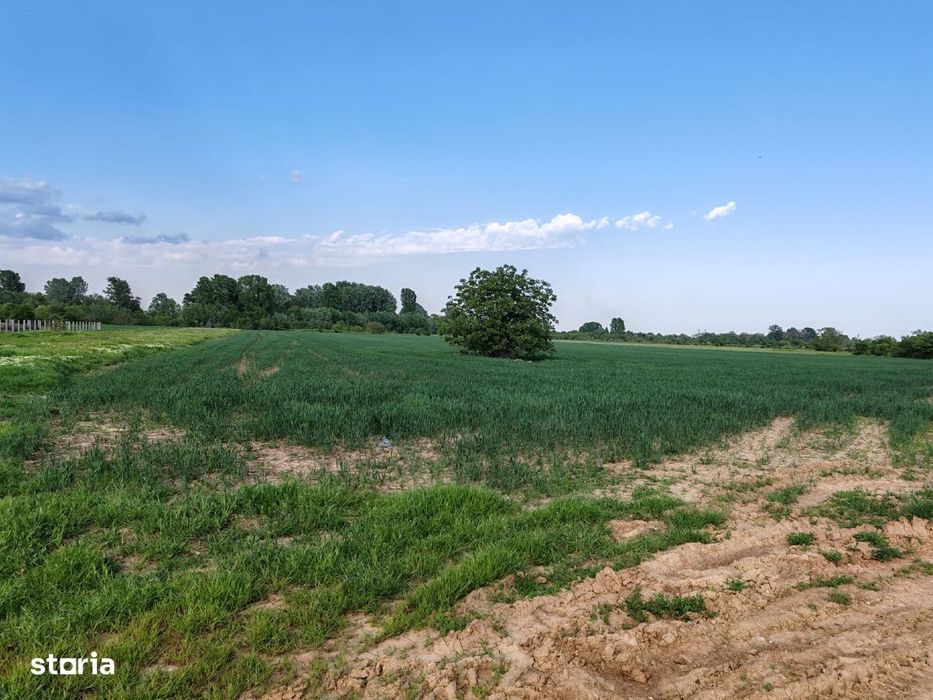 Teren de vânzare 9.200 mp  Deschidere 29 ml  Clinceni, Str. Vulturului