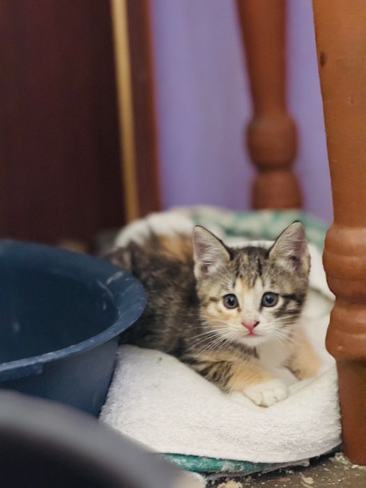 Котята добрые руки