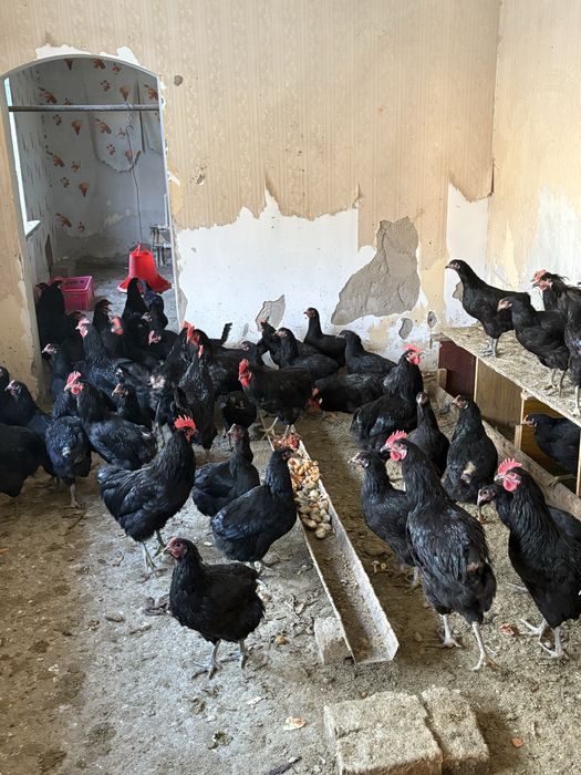 Qora tovuqla sotiladi