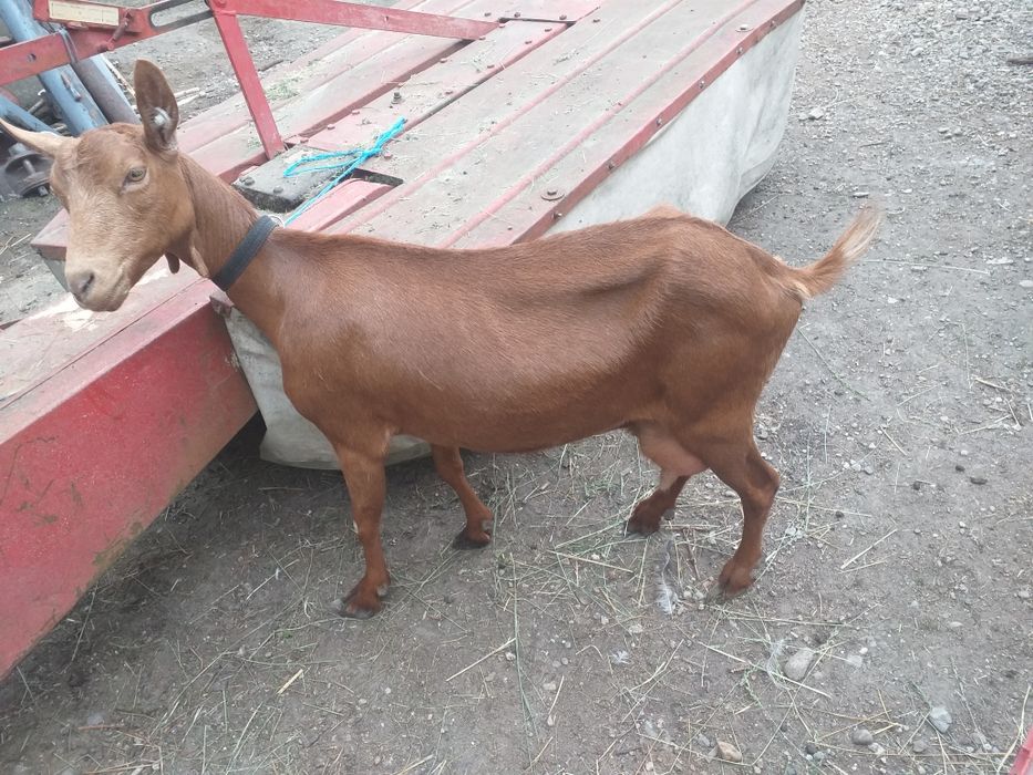 Capra de rasa murciano