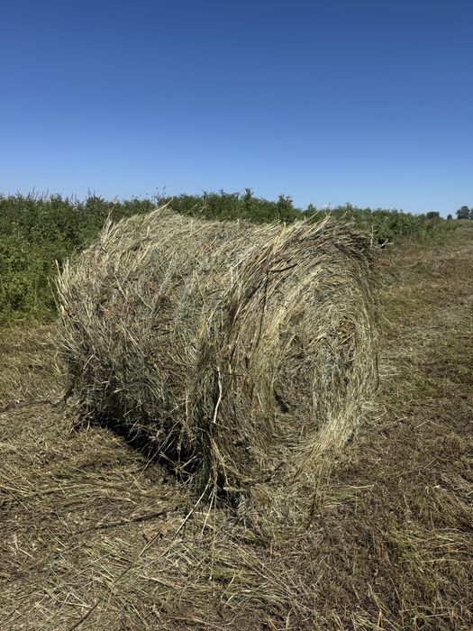 Продам сено луговое в рулонах