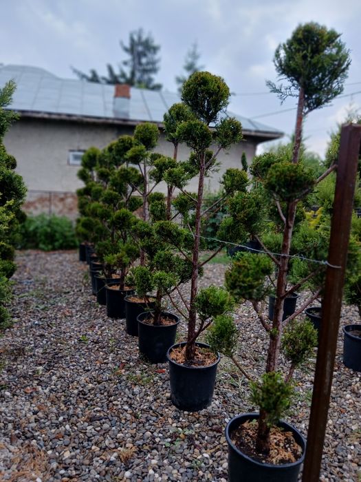 Plante ornamentale la ghiveci prindere garantată